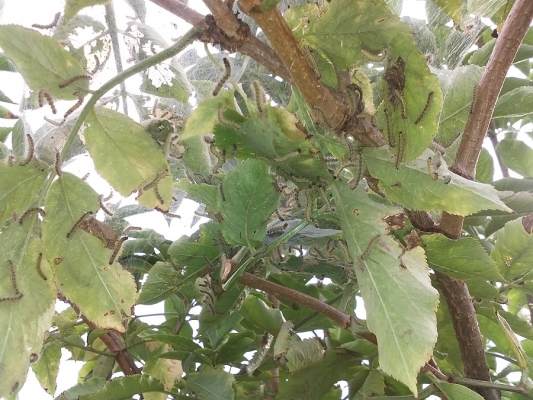 Amerikai fehér medvelepke